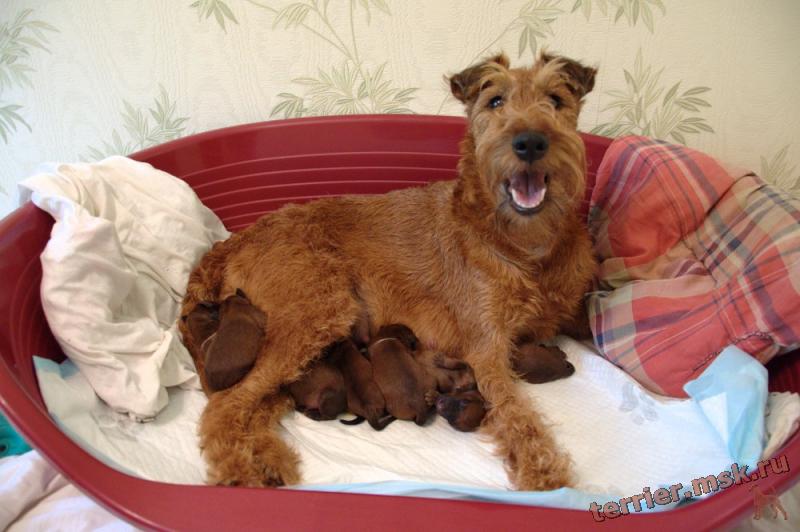 Первые дни с момента рождения щенков - фото ирландского терьера