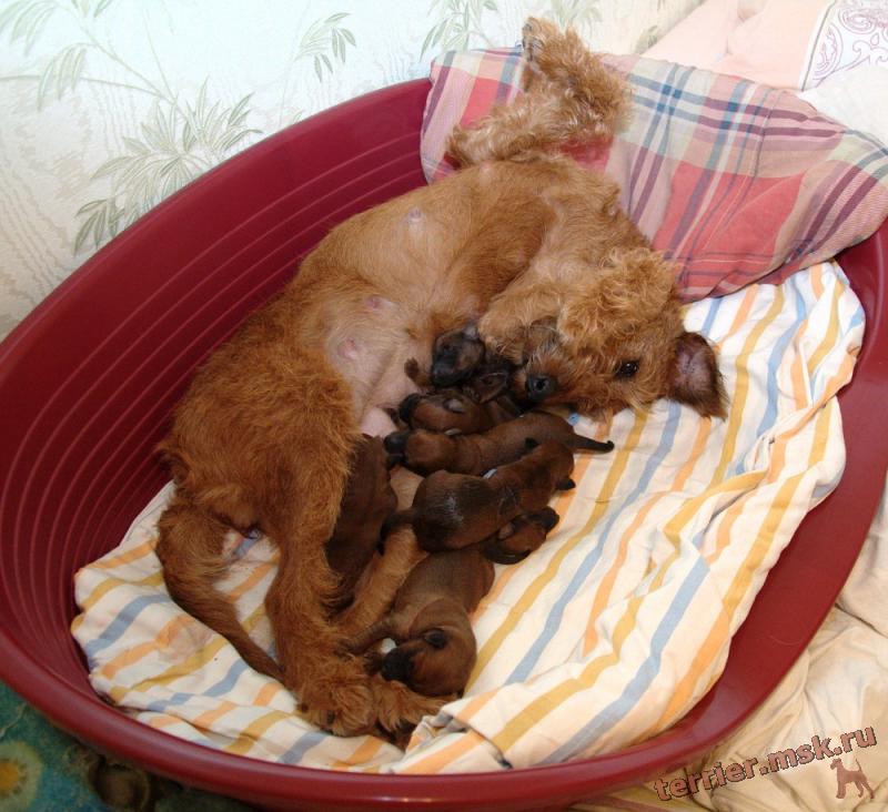 Мамашка с щенками вся такая противоречивая - фото ирландского терьера